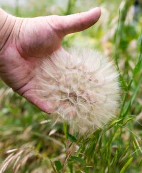 big fluffy dandelion on nature