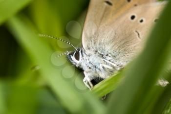 butterfly in nature. macro