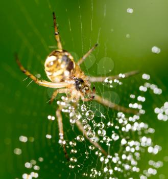 water droplets on a spider web with spider in nature