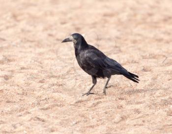 black crow on the sand