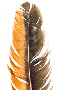 beautiful feather on white background