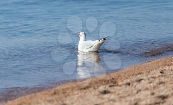 Gull on the lake