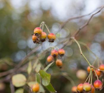 rosehips in nature