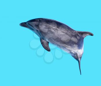 Dolphin isolated on a blue background