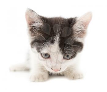 little kitten on white background