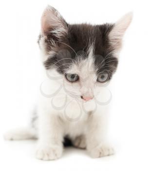 little kitten on white background