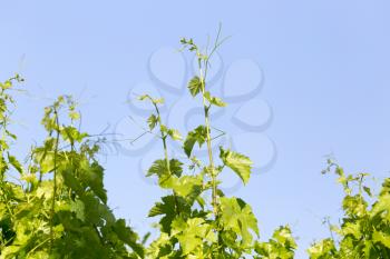 the young leaves of the grape on a background of blue sky