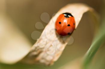 ladybird on nature. macro