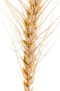 wheat on a white background. macro