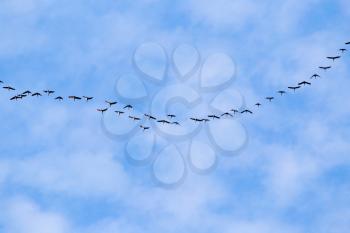 flock of swans flying against a blue sky in the south