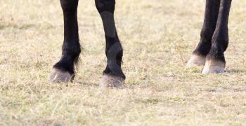 the horse's hooves on the nature