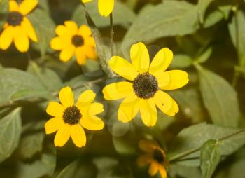 beautiful yellow flower in nature