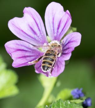 Bee on a purple flower. macro