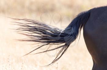 tail of a horse on nature