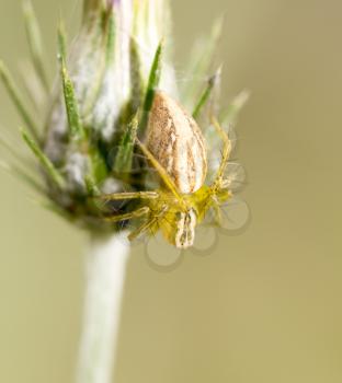 Spider on a plant in the nature