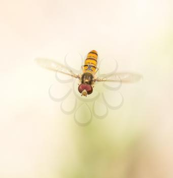 fly in flight in nature. macro