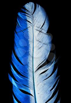 blue feather on a black background