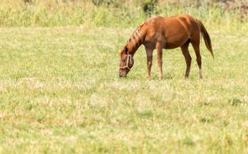 a horse in a pasture in nature