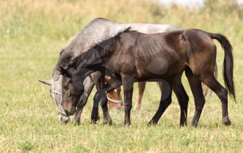 Three horses in a pasture in nature