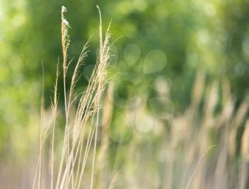 bulrush outdoors in autumn