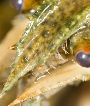 Crayfish as a background. macro