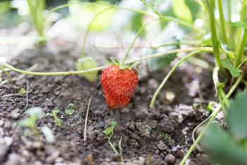 red strawberries in the garden