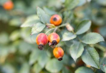 rosehip berries on nature