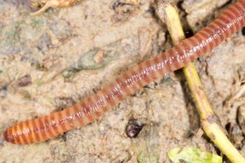 worm in nature. super macro