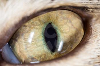 cat's eyes. macro