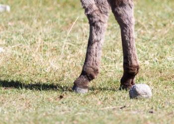 hooves of a donkey in nature
