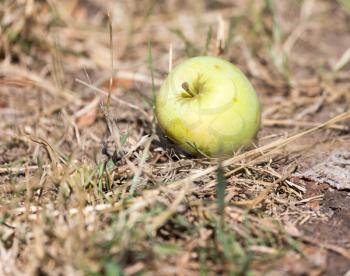 apple on the ground in nature
