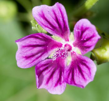 beautiful purple flower in nature