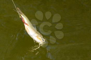 carp fish on the hook rod