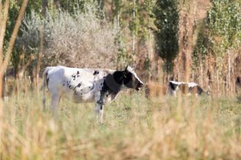 cow in a pasture