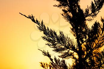 tree branch at sunset