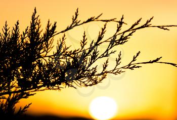 tree branch at sunset