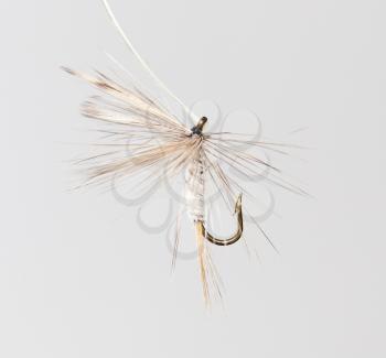 fly for fishing on a white background