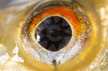 fish eyes. macro