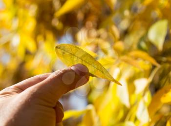 yellow leaf in hand on nature