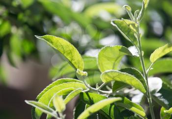 green leaves on the plant in nature