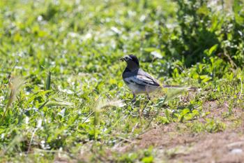 swallow bird in the grass