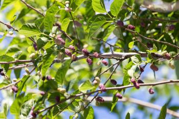 mulberry on tree branches