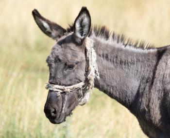 Portrait of a donkey on the nature autumn
