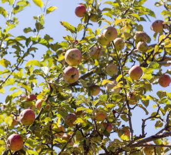 ripe apples on the tree in nature