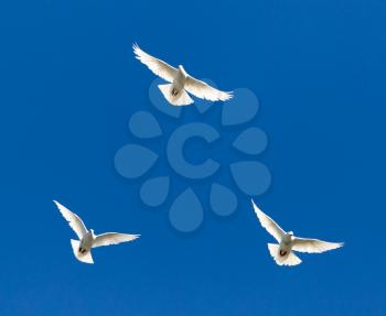 flock of pigeons on blue sky