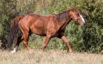 red horse on nature in autumn