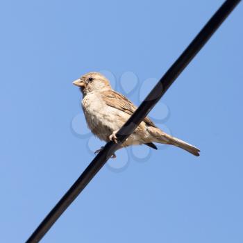 Sparrow on a wire against a blue sky