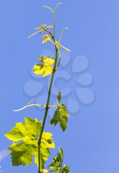 branch of grapes on a background of blue sky