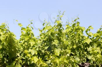 branch of grapes on a background of blue sky