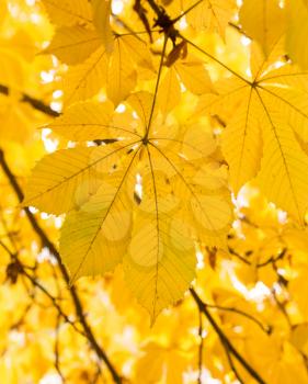 the leaves on the tree in nature in autumn